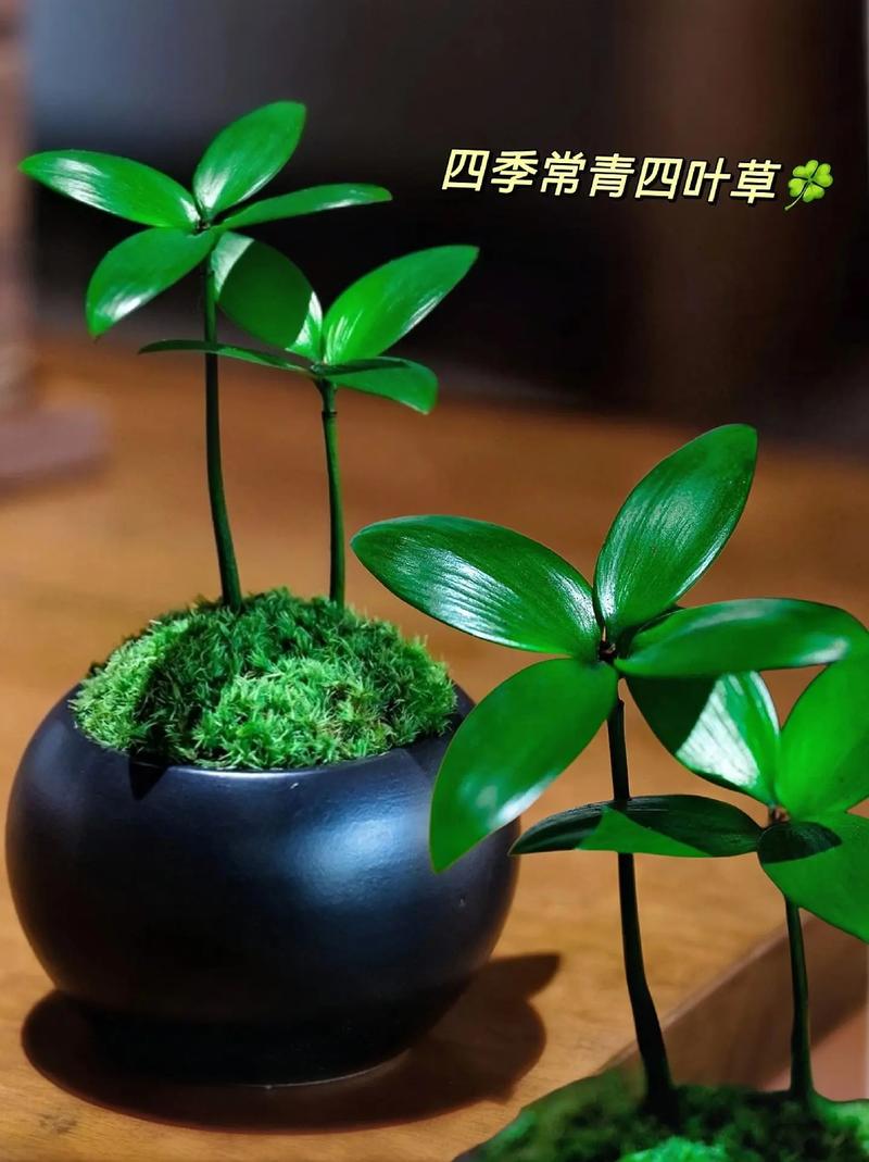 草 699 一码二码三码四码：一种新型植物，四季常绿，美观大气，适合室内外种植