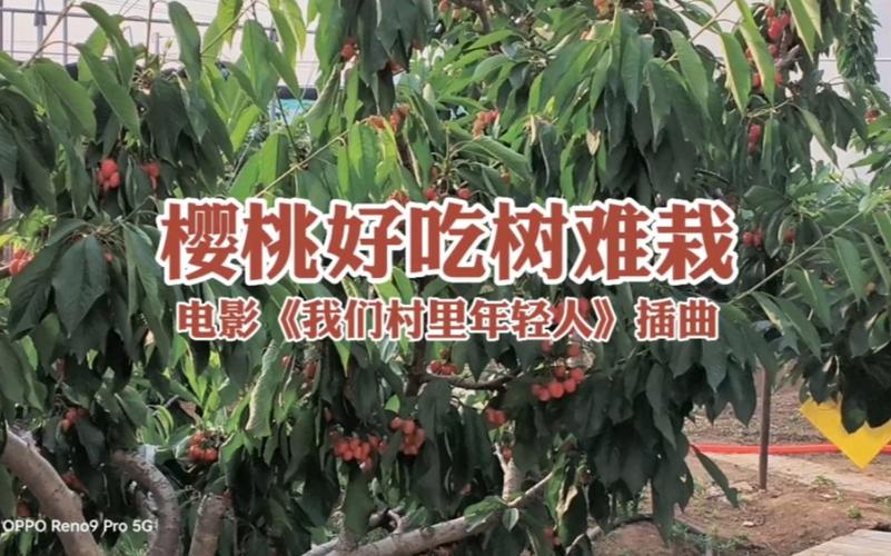 樱桃电影，一款提供丰富电影资源的在线视频平台