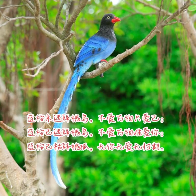 蓝桉已遇释槐鸟:意思介绍与解析